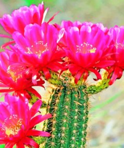 Cactus Bloom Flowers paint by numbers