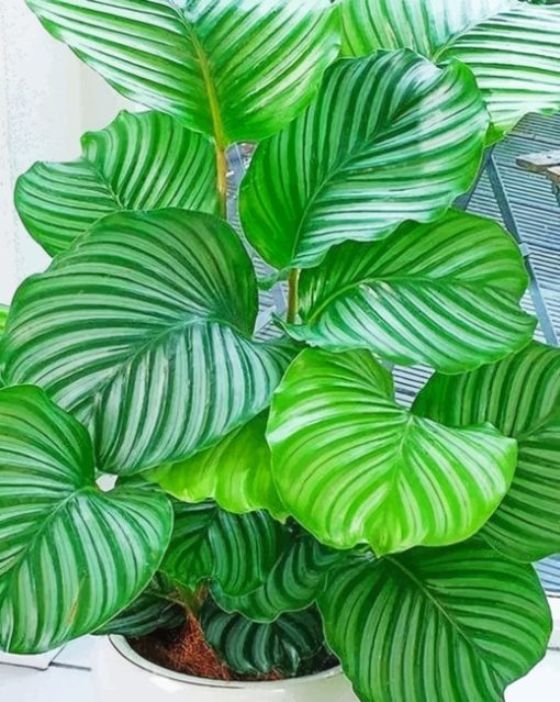 Calatheas Plant paint by numbers