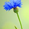Cornflower Plant paint by numbers