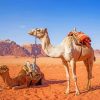 Desert Camel Paint By Numbers