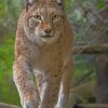 Eurasian Lynx Cat paint by numbers