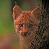 Forest Bobcat Cub paint by numbers