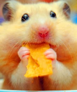 Hamster Eating Chips paint by numbers