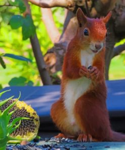 Happy Squirrel Paint By Numbers