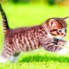 Kitten Playing In Grass paint by numbers