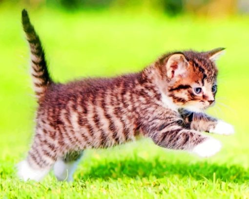 Kitten Playing In Grass paint by numbers