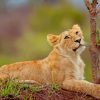 Lion Cub In Wild paint by numbers