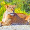 Big Cat Lioness paint by numbers