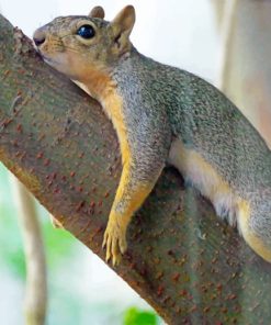 Lounging Squirrel On Tree paint by numbers