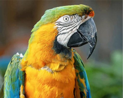Macaw Yellow And Green Parrot paint by numbers