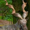 Markhor Animal paint by numbers