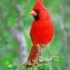 Northern Cardinal Bird paint by numbers