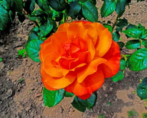 Orange Garden Rose paint by numbers
