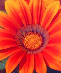 Orange Spring Sunflower paint by numbers