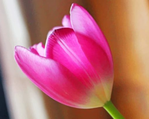 Pink Tulip Blossom paint by numbers