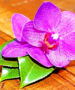 Purple Orchid Flower paint by numbers