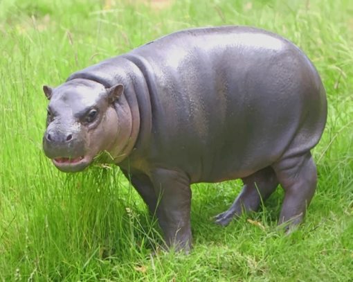 Pygmy Hippopotamus Animal paint by numbers