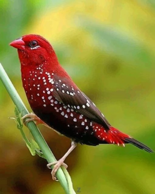 Red Avadavat paint by numbers