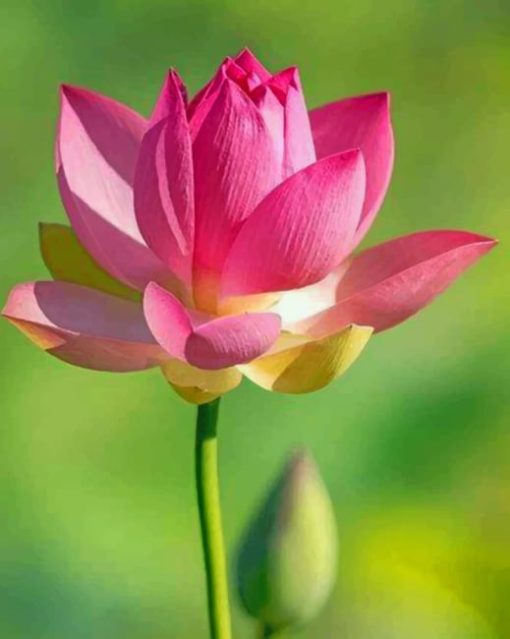 Lotus Flowers paint by numbers