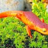 Salamander Reptiles Animal paint by numbers