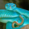 Snakes Vipera berus Light Blue Tongue paint by numbers
