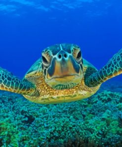 Under Water Swimming Turtle Paint By Numbers