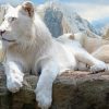 White Laying Lion Paint By Numbers