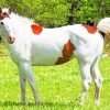 White And Brown Horse Animal paint by numbers