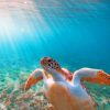 Aesthetic Sea Turtle In The Ocean paint by numbers