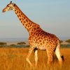African Giraffe paint by numbers