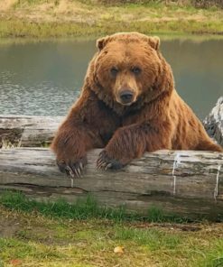 Alaskan Brown Bear paint by numbers