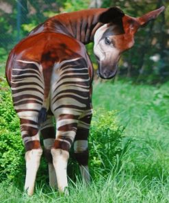Beautiful Okapi paint by numbers