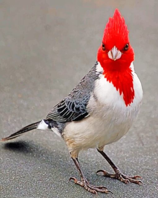 Bird With Red Head paint by numbers