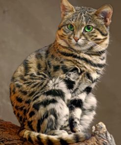 Black Footed Cat paint by numbers
