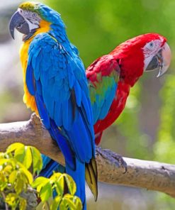 Blue Macaw And Scarlet Macaw paint by numbers