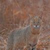 Bobcat Animal paint by numbers