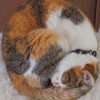 Cute Calico Cat paint by numbers