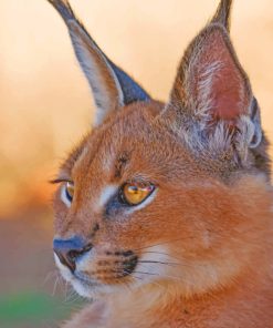Caracal Lynx paint by numbers