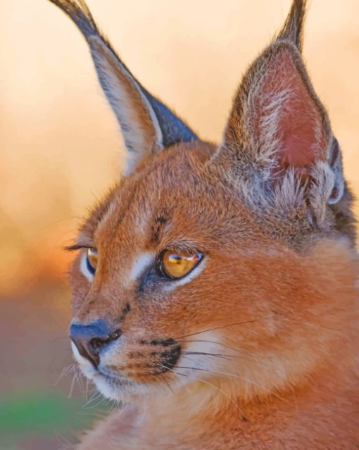 Caracal Lynx paint by numbers