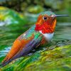Colorful Hummingbird paint by numbers