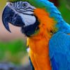 Colorful Macaw Parrot paint by numbers