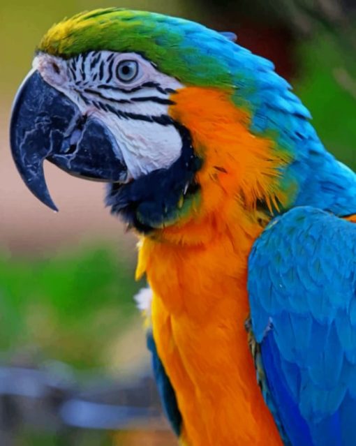 Colorful Macaw Parrot paint by numbers