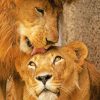 Cute Lion And Son paint by numbers