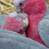 Cute Rose Breasted Cockatoo paint by numbers