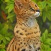 Cute Serval paint by numbers