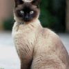 Cute Siamese Cat paint by numbers
