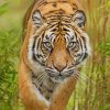 Cute Tiger In The Forest paint by numbers