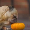 Dog Pug Smelling Pumpkin paint by numbers