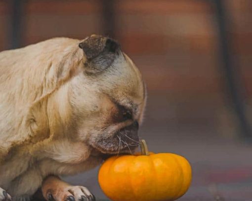 Dog Pug Smelling Pumpkin paint by numbers