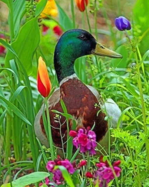 Duck In Grass paint by numbers